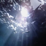 Shuna.#🧭✒️　#🏴‍☠⚓　さんのアイコン画像