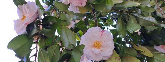 鶺鴒さんの壁紙画像