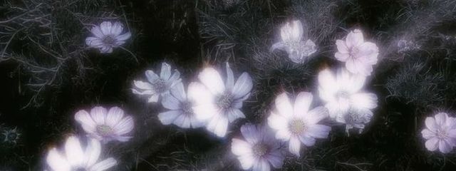 ૮ •͈ ·̫ •͈ აさんの壁紙画像