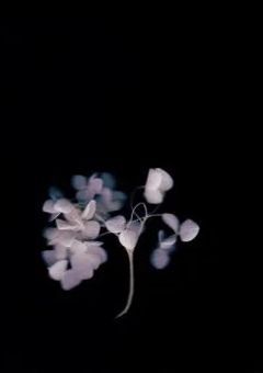 　拝啓　，　あの日の私たちへ　。　