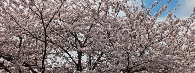 紫苑さんの壁紙画像