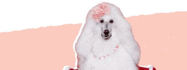 マルホッシー24世さんの壁紙画像