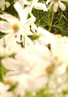 眩しいくらいに