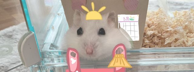 からあげクン☘️🐣🍗@ハムちゃんの親愛なるからあげさんの壁紙画像