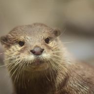 小爪獺さんのアイコン画像