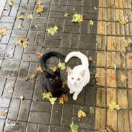 MRさんのアイコン画像