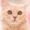 lt＠猫を崇めよう