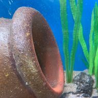 つつつさんのアイコン画像