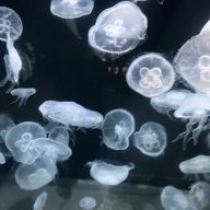 みの虫さんのアイコン画像