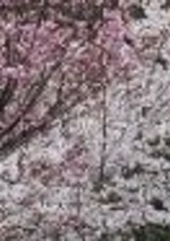 忘 れ な い で