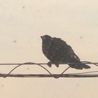 如月さんのアイコン画像