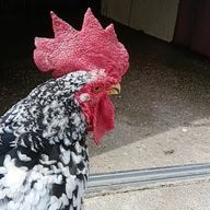 たらこくちびるさんのアイコン画像