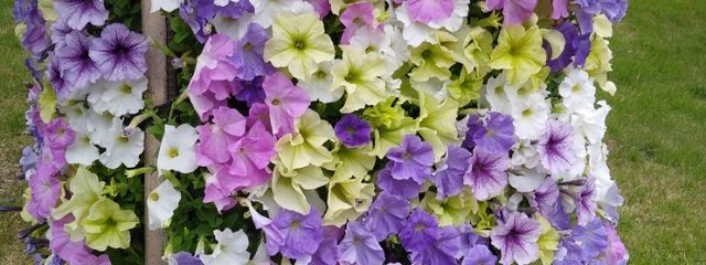 OTENKIさんの壁紙画像