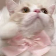 おぱんちゅうさぎさんのアイコン画像