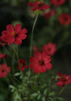 猫と付き合ったら犬になりました .