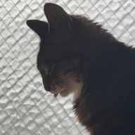 椛さんのアイコン画像