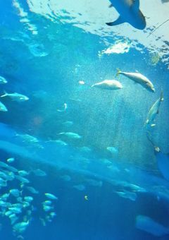 泡沫の蝶々