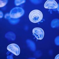 優雨🪼さんのアイコン画像