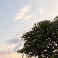 ( ᐛ )さんのアイコン画像