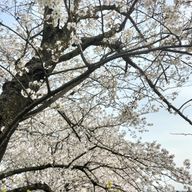 林檎🦊🎋さんのアイコン画像