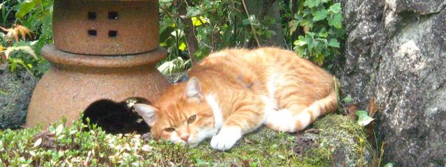 白鯨紫織#mimikyuは今日も可愛いさんの壁紙画像