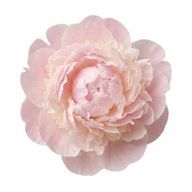  芍薬さんのアイコン画像