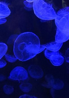 オリキャラたんぺんしゅー