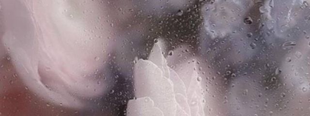 ちょこさんの壁紙画像