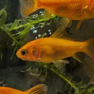 食い倒れ金魚　さんのアイコン画像