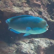 食い倒れ金魚さんのアイコン画像