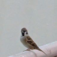 雫さんのアイコン画像