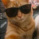 🐈