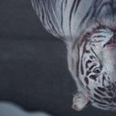 🐅