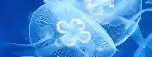 Gekotyanさんの壁紙画像