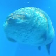 Gekotyanさんのアイコン画像