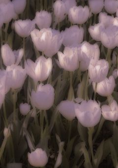 ✤  寮 の 同 居 人 元 カ レ だ ら け で し た  ✤