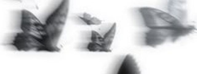 ⊹⊱ 楓 ⊰⊹さんの壁紙画像
