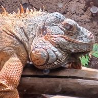 アルファαさんのアイコン画像