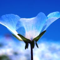 透明ねこぜさんのアイコン画像