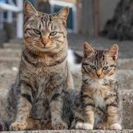 ねこさんのアイコン画像