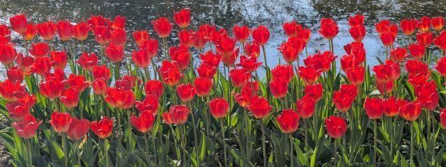 ルネさんの壁紙画像