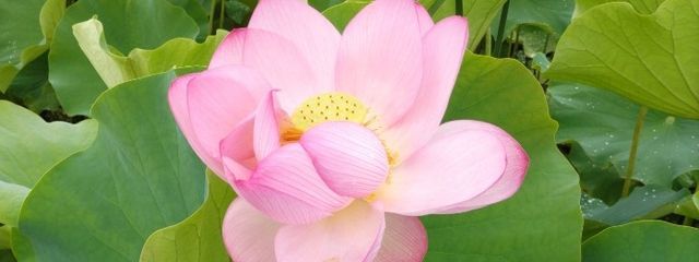 snowropさんの壁紙画像
