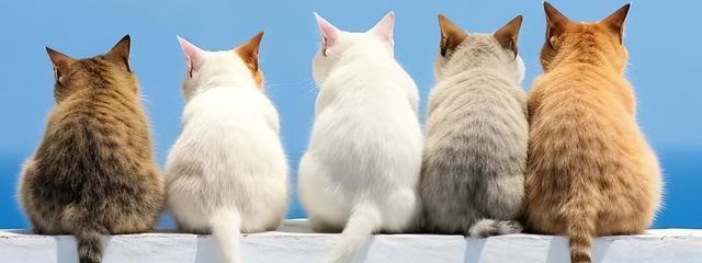 りぅさんの壁紙画像