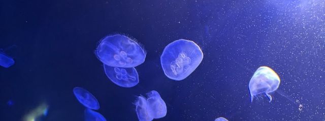 楽園さんの壁紙画像