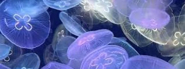 🪼彗星海月🪼☾⃝໋᷂꙳ˢ⟡さんの壁紙画像