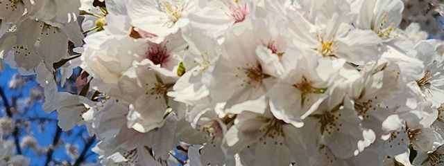 サブさんの壁紙画像