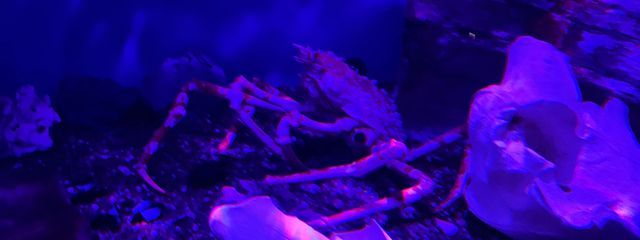 おつきみ🌔さんの壁紙画像