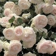 ꒦꒷𝕐𝕦𝕣𝕚𝕜𝕒.🎀💭ྀིさんのアイコン画像