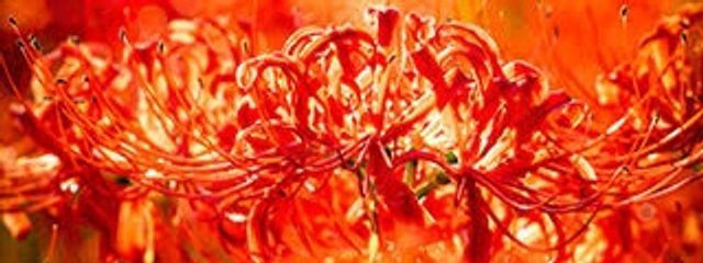 なにものでもないさんの壁紙画像