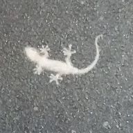 みょん吉🔷🚁さんのアイコン画像